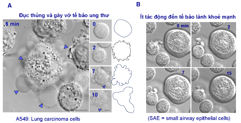 (A) Tác dụng của phức hợp alpha lactalbumin-olec acid trên tế bào ung thư phổi sau 2, 5, 7 và 10 phút ủ thuốc. (B) Tác dụng của phức hợp alpha lactalbumin-olec acid trên tế bào biểu mô phổi khoẻ mạnh sau 2, 7 và 15 phút ủ thuốc