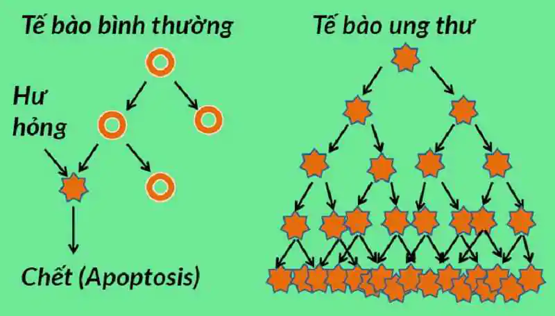 Tế bào ung thư là gì? Cách hình thành và tác động đến cơ thể